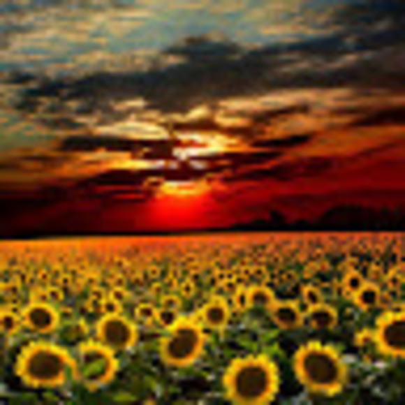 Meet your Posher, Michelle - Picture 1 of 1